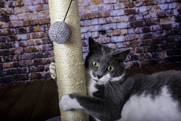 Серая Белая Кошка Цепляется Царапанный Столб Скользя Деревянному Столу Фоне — стоковое фото
