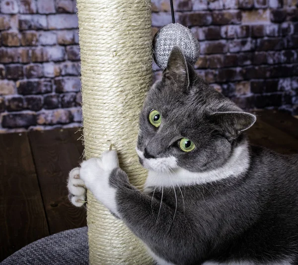 Серая Белая Кошка Цепляется Царапанный Столб Показывая Острые Когти Деревянном — стоковое фото
