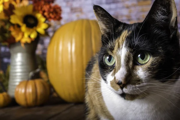 Close Van Lapjeskat Met Groene Ogen Houten Tafel Herfst Scène — Stockfoto