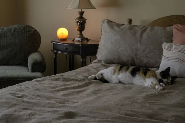 calico cat sleeping on large bed next to a Himalayan salt lamp