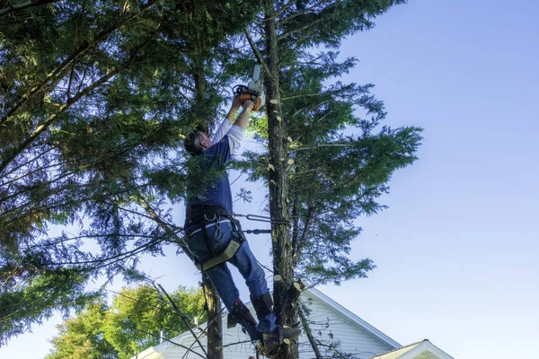 Professional Male Tree Trimmer High Pine Tree Cutting Branches Gas — Stock Photo, Image