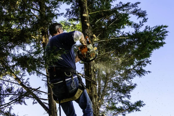 Professional Male Tree Trimmer High Pine Tree Cutting Branches Gas — Stock Photo, Image