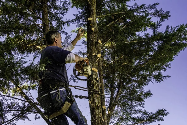 Professionele Mannelijke Boom Trimmer Hoog Boom Snijden Pijnboomtakken Met Gas — Stockfoto