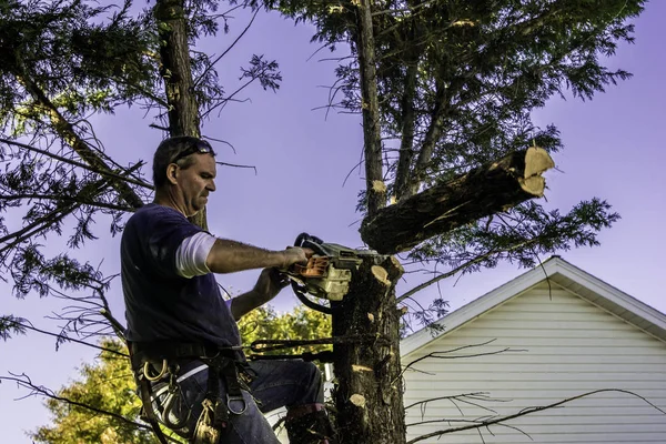 Professionele Mannelijke Boom Trimmer Hoog Pine Snijden Boomstam Met Gas — Stockfoto