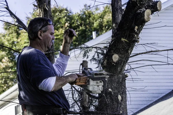 male tree trimmer high in pine tree with gas powered chainsaw cutting tree with one hand with wood chips and saw dust flying
