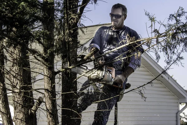 man high in pine tree wearing sunglasses cutting branches with gas powered chainsaw with wood chips and saw dust flying