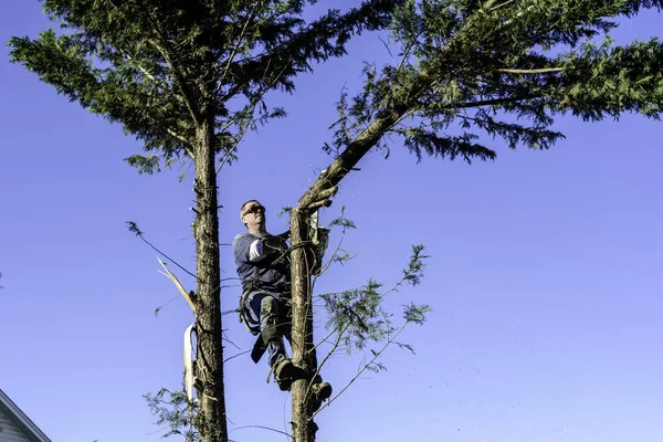 Male Tree Trimmer High Pine Tree Wearing Sunglasses Cutting Top — Stock Photo, Image