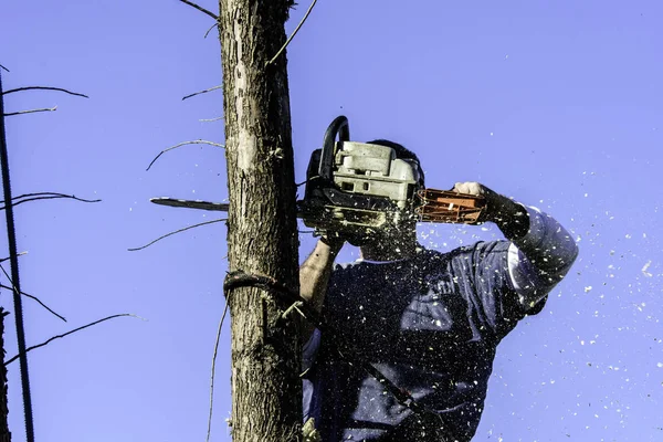 man high in pine tree with safety straps cutting top with gas powered chain saw with wood chips flying