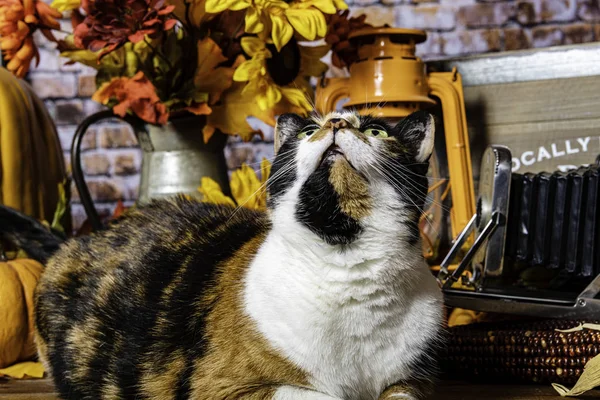 Calico Gato Olhando Para Cima Cena Outono Com Abóboras Laranja — Fotografia de Stock