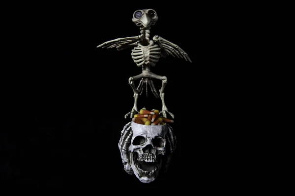 Effrayant Halloween Oiseau Squelette Crâne Titulaire Bonbons Avec Maïs Bonbon — Photo