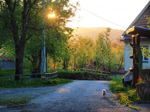 Macska Úton Sunrise — Stock Fotó