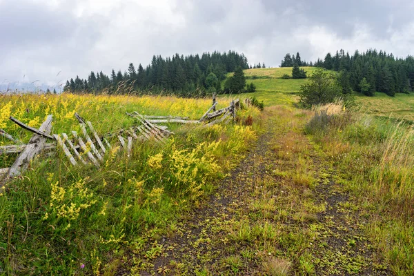 Fioritura Erba Mista Erbe Sulla Strada Rurale Ricoperta Vegetazione Vecchia — Foto Stock