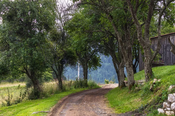 Rural dirt road among the trees in village on Zaovine Lake in Serbia