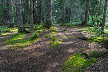Halı çayır (Tara tepih Brasov'un) - doğal parçası kırmızı akışı yakınındaki Mitrovac Tara Sırbistan üzerinde rezerv