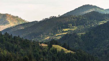 Yaz günü yeşil dağ manzarada Sırbistan parkında Tara