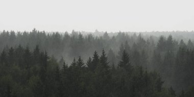 Yağmurlu havalarda siste Ladin ormanı'nın panoramik manzaralı