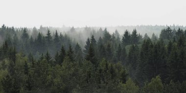 Yağmurlu havalarda siste Ladin ormanı'nın panoramik manzaralı