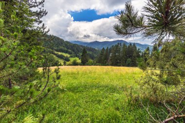 Vahşi doğa manzara yaz aylarında. Çayır ve Sırbistan'daki dağlar çam ormanı kenarından görüntülemek