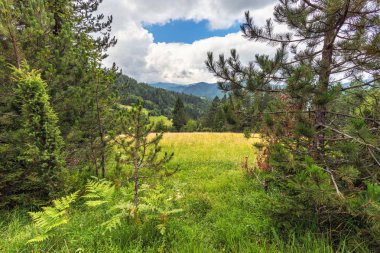 Vahşi doğa manzara yaz aylarında. Çayır ve Sırbistan'daki dağlar çam ormanı kenarından görüntülemek