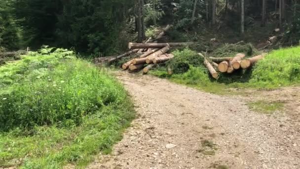 Los Abetos Caídos Yacen Suelo Cerca Carretera Bosque Día Verano — Vídeo de stock