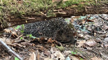 Ormanda vahşi kirpi