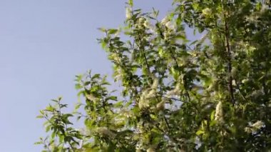 Mavi gökyüzüne karşı baharda rüzgarda sallanan kuş kiraz ağacının çiçek açan dalları