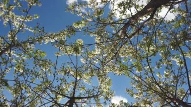 Mavi gökyüzüne karşı bahargüneşli bir günde rüzgarda sallanan kiraz ağaçları çiçeklenme. Aşağıdan yukarıya doğru görüntüleme