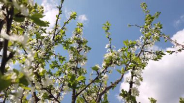 Mavi gökyüzüne karşı bahargüneşli bir günde kiraz ağaçlarının çiçek dalları. Aşağıdan yukarıya doğru görüntüleme