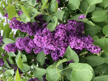 Çiçeklenme canlı mor demet leylak çalı