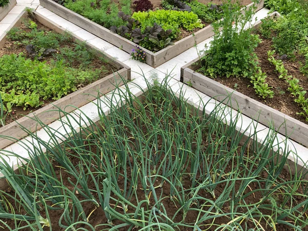 Doğal yeşillik, yeşil soğan, maydanoz, hardal yetişiyor.