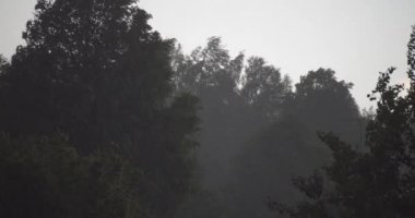 Yazın kötü hava - Orta Rusya 'nın kırsal bölgelerinde sağanak yağmur ve rüzgar. Ağaçlar rüzgarda hareket eder. Ağır çekim. Yakın çekim görünümü