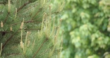 Yağmurdan sonra yazın yeni filizlenen ıslak çam ağacı dalı. Yakın plan.