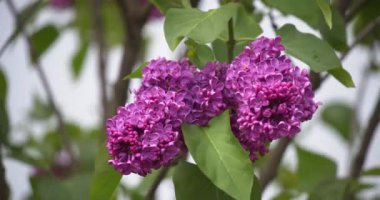 Rüzgarda sallanan bir dalda çiçek açan leylaklar. Görüntüyü kapat