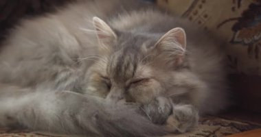 Uyuyan gri, uzun saçlı bir kedi.