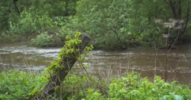 Yazın Rus Nehri Bankası yeşil bitkiler ve ağaçlarla kaplıdır. Yağmurdan sonra yüksek su - nehir taştı. Nehrin çamurlu suyu akıyor.