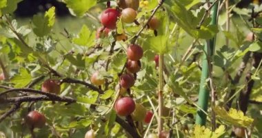 Bektaşi üzümleri yazın çalılıklarda yetişir.