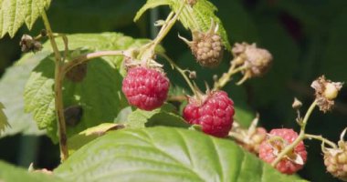 Taze olgun ahududu, yaz güneşli bir günde bir çalılıkta yetişir.