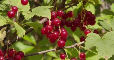 Olgun kırmızı frenk üzümü yazın güneşli bir günde bahçede yetişir. Yakın çekim görünümü