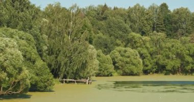 Yazın güneşli bir günde göletli ve yeşil ağaçlı kırsal Rus manzarası