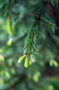 Genç köknar ağacı bulanık arkaplanda dalda filizlenir