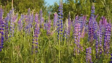 Kırsalda güneşli bir yaz gününde açan Lupins çiçekleri. Uzaklaştır