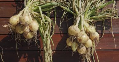 Kırsalda hasat edilen soğan mahsulleri kuruyor.