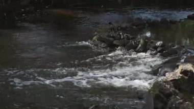 Rus kırsalında Pakhra nehrinde taş bir baraj. Kırsalda su akıntısı yavaşça akar.