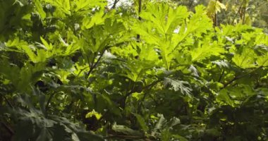 Yaban domuzu - zehirli meyve suyu ile zehirli bitki. Güneş ışığını yavaş çekimde bırakır.