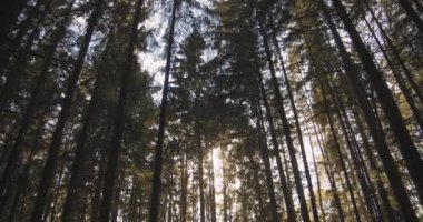 Ormandaki ağaçların arasından güneş. Ağaçlar ve güneş ışığı. Ladin Ormanı 'nın içinde. Kamera yukarıdan aşağıya hareket eder