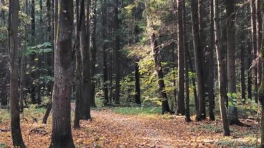 Sonbahar ormanlarında ağaçlardan düşen yapraklar. Uzaklaştır