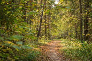 Sonbahar günlerinde sonbahar ormanlarındaki patika.