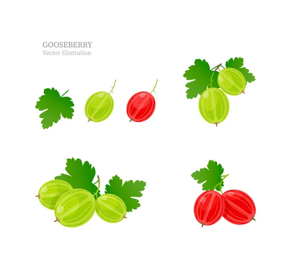 Gooseberry Vektor Illustration Uppsättning Krusbär Isolerad Vit Bakgrund — Stock vektor