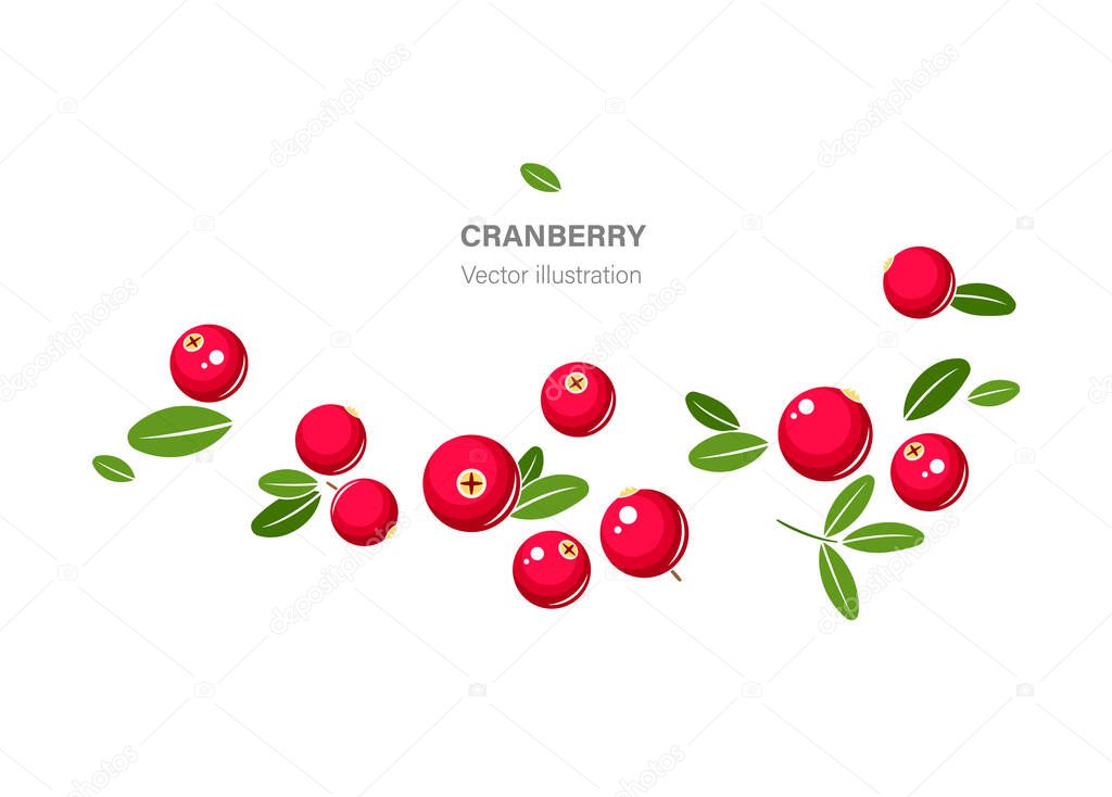 Cranberry vector illustration. Red cranberries with green leaves isolated on white background.