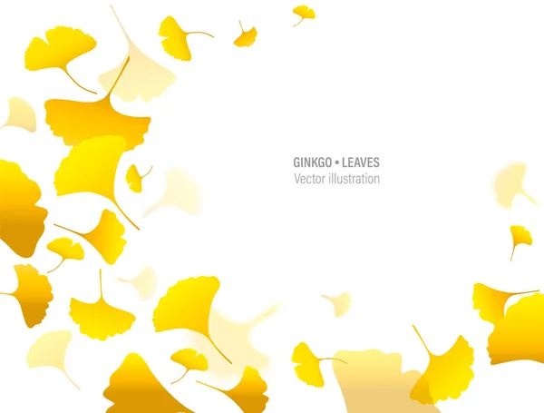 Herbst Hintergrund Mit Gelben Ginkgoblättern Vektorrahmen Japanischer Ginkgo Biloba Blätter — Stockvektor